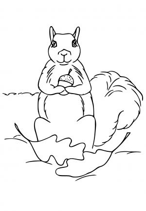 Orava