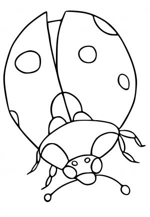 Kumbang Kecil