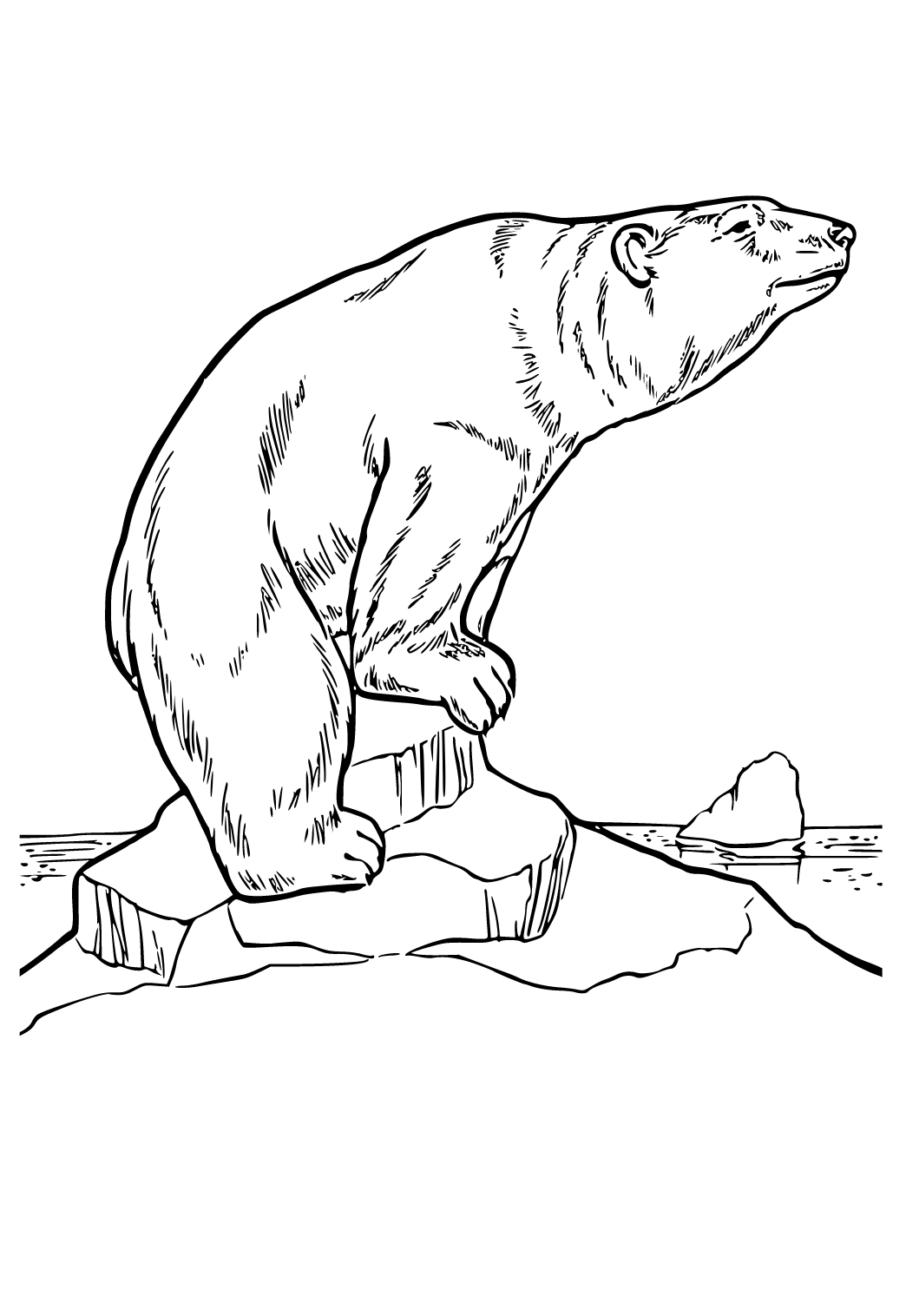 Πολική Αρκούδα