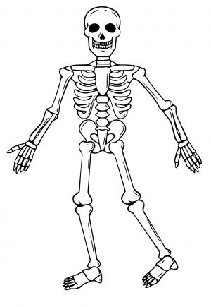 Skelet