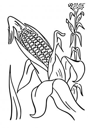 Hoofd van Corn