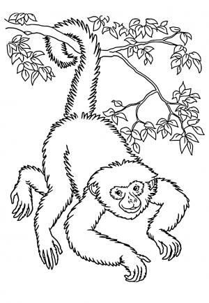 Beždžionė