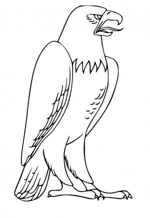 Dibujos e Imagenes Águila para Colorear y Imprimir Gratis para Adultos,  Niñas y Niños 