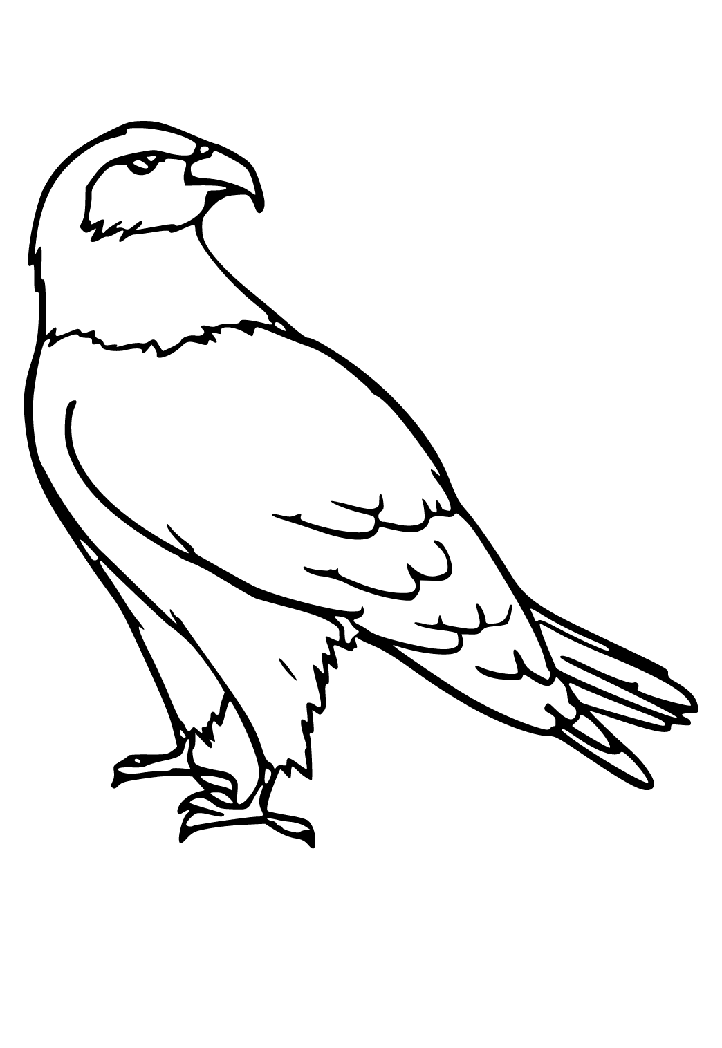 Dibujo e Imagen Águila Fácil para Colorear y Imprimir Gratis para Adultos,  Niñas y Niños 