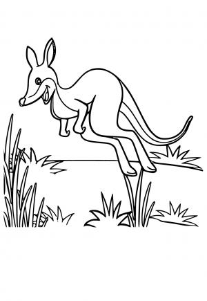 Hướng dẫn cách vẽ Chuột túi Kangaroo  How to draw kangaroo  Zoom Zoom TV   YouTube