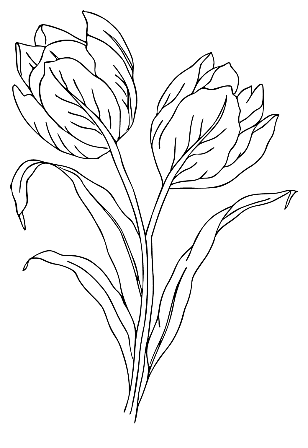 Bunga Tulip