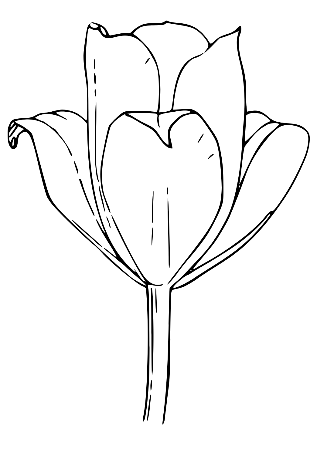 Bunga Tulp