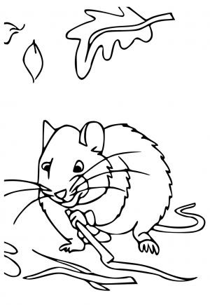الفأر