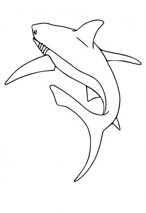 Καρχαρίας